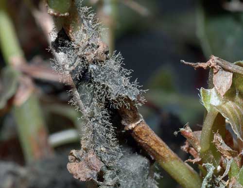 Fungo Botrytis cinerea su Begonia