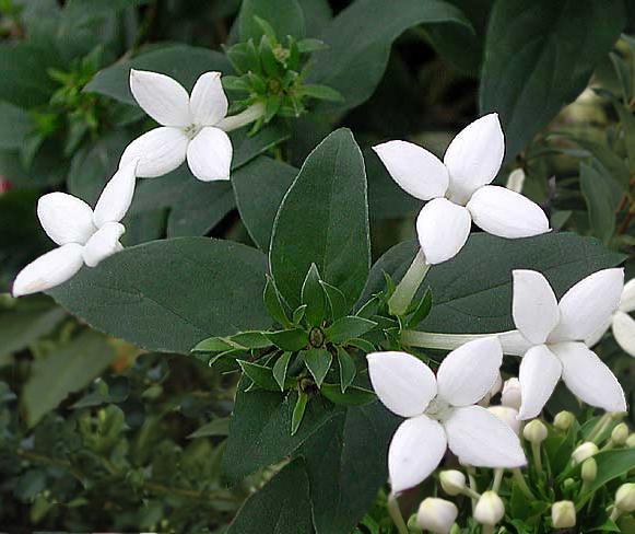Bouvardia longiflora Bouvardia longiflora
