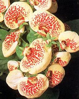 Calceolaria crenatiflora