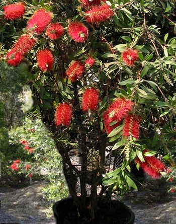 Pianta Callistemon Rosso Arbusto di Callistemone in Vaso 7cm 