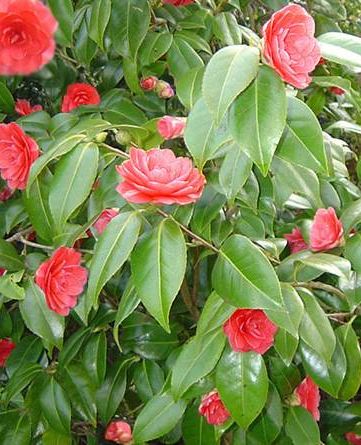 Camellia reticulata