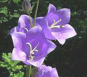 Campanula in fiore