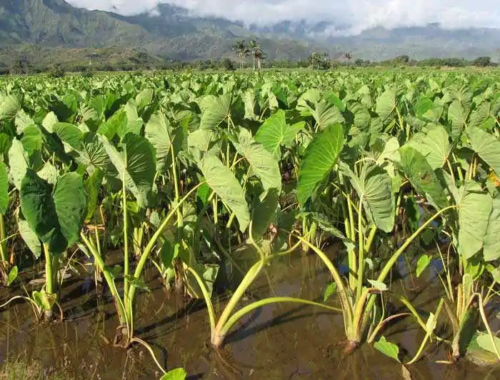 Campi di Colocasia coltivata a scopo alimentare