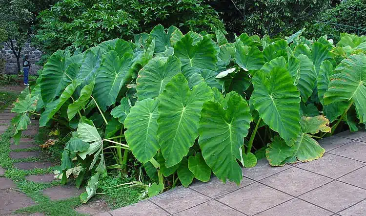 Come coltivare e prendersi cura della Colocasia