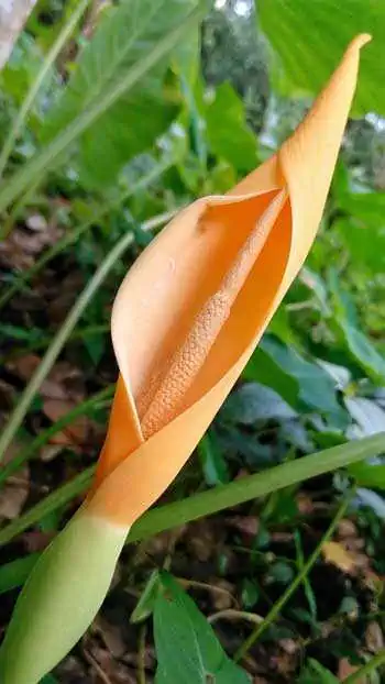 Infiorescenza di Colocasia