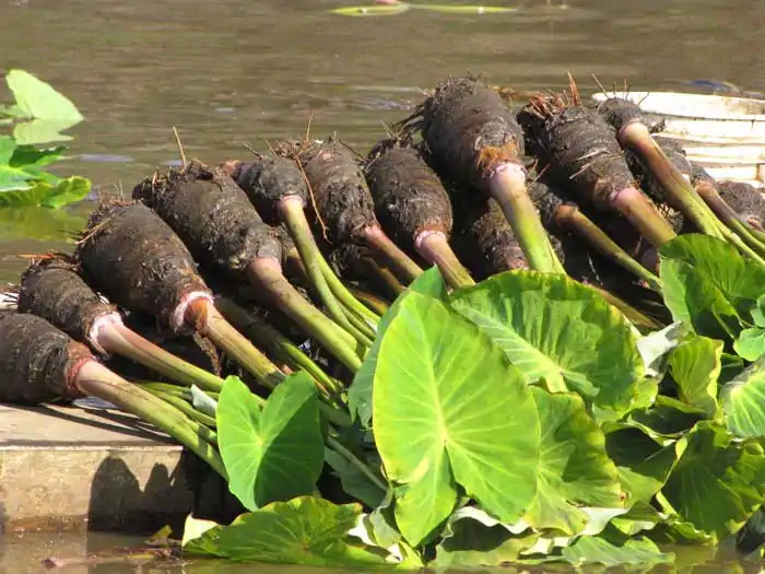 Tuberi di Colocasia dopo la raccolta