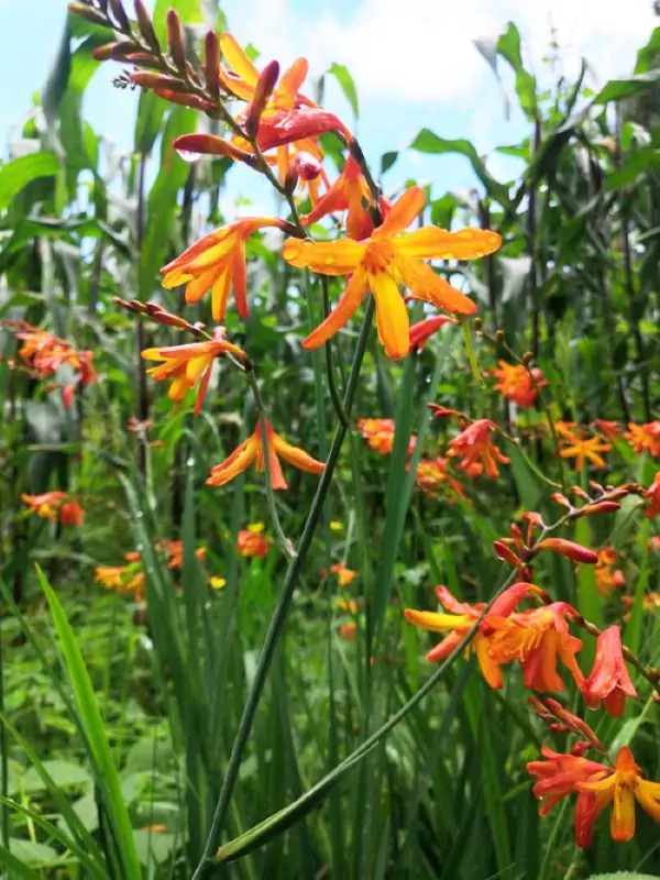 Come coltivare e prendersi cura della Crocosmia