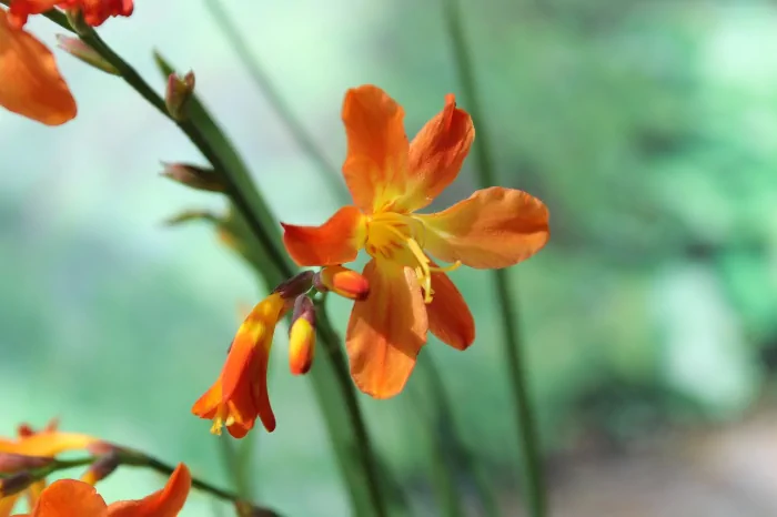 Fiori di Crocosmia in primo piano
