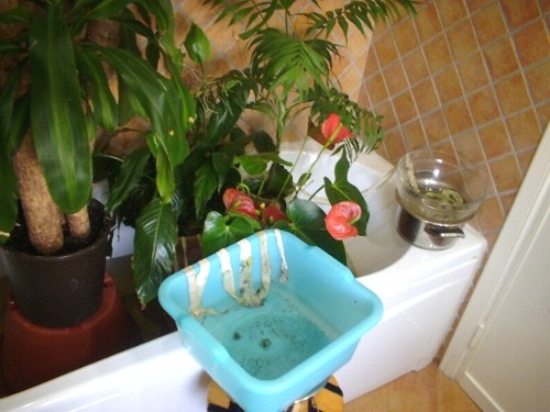 Come annaffiare le nostre piante: sistemazione dei vasi nella vasca da bagno