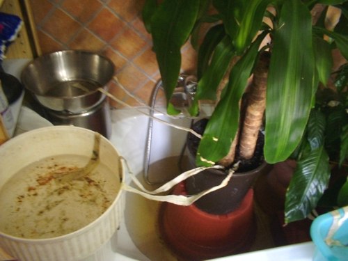 Come annaffiare le nostre piante: sistemazione dei vasi nella vasca da bagno