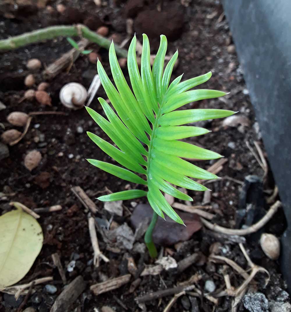 Nascita pianta di Cycas da seme