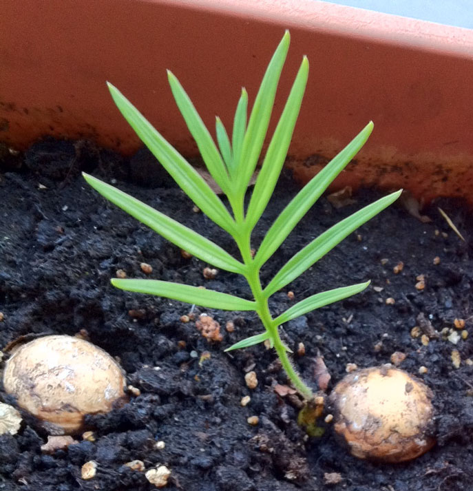 Nascita pianta di Cycas da seme
