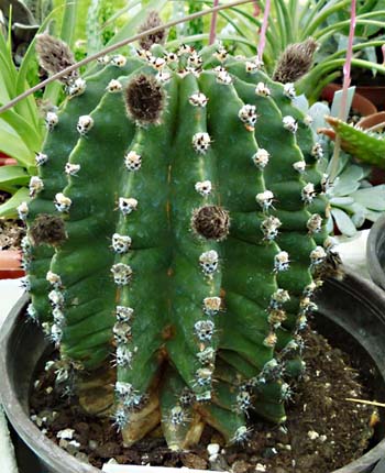Echinopsis oxigona