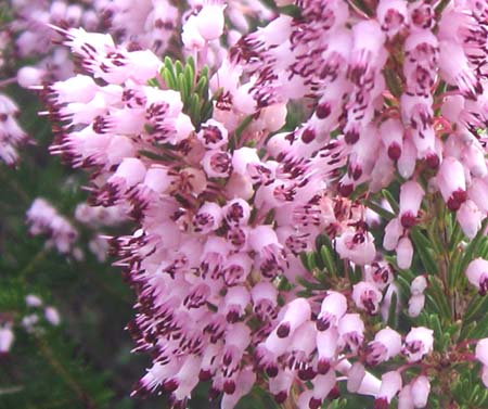 Erica multiflora