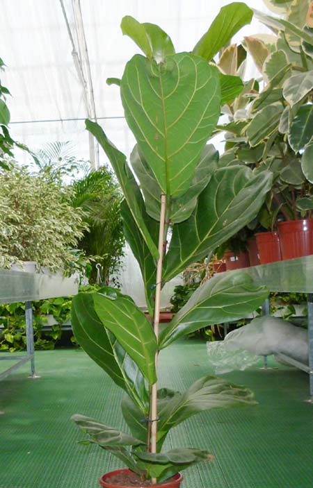 Ficus lirata