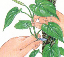 Moltiplicazione per talea: taglio della talea dalla pianta