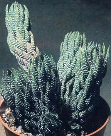 Haworthia: guida alla sua cura e coltivazione