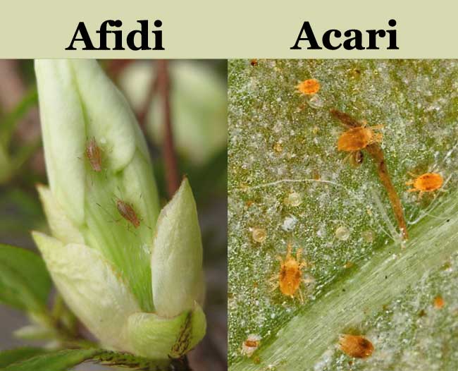 Acari e afidi sulla pianta: parassiti e danno