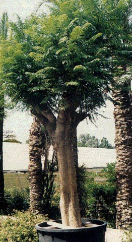 Jacaranda ovalifoglia o Jacaranda mimosifolia o Jacaranda acutifolia