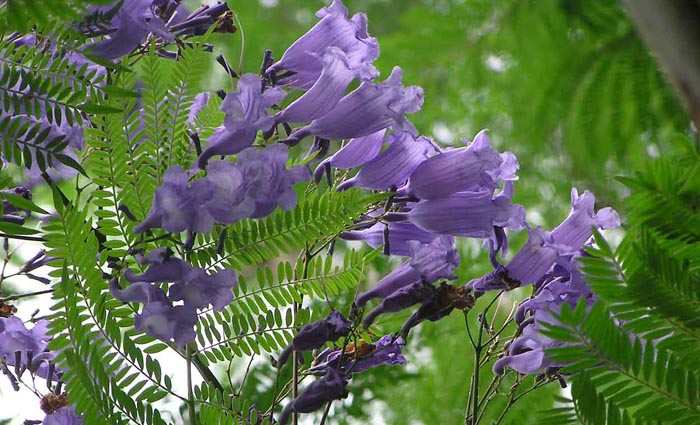 Particolare fiore di Jacaranda