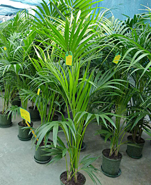 Kentia Howea Famiglia Arecaceae Come Curare Coltivare