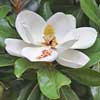 Magnolia, famiglia Magnoliaceae, scheda di coltivazione