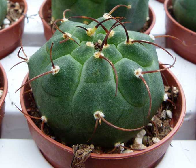 Matucana, coltivazione Matucana, coltivazione