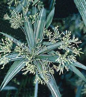 Cyperus albostriatus