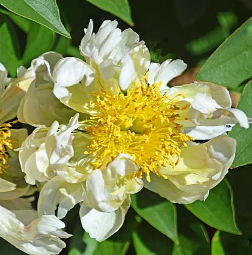Paeonia lactiflora 'Green Lotus'