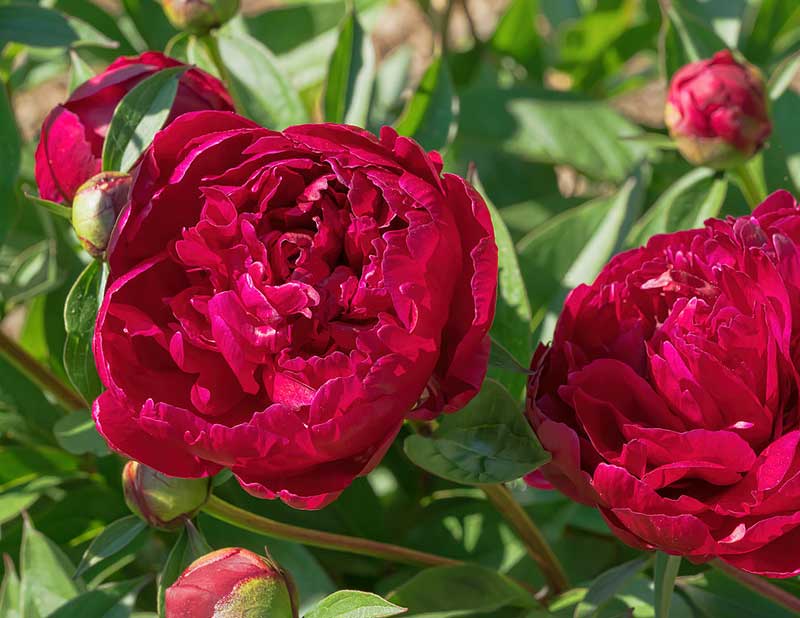 Paeonia lactiflora 'Adolphe Rousseae'