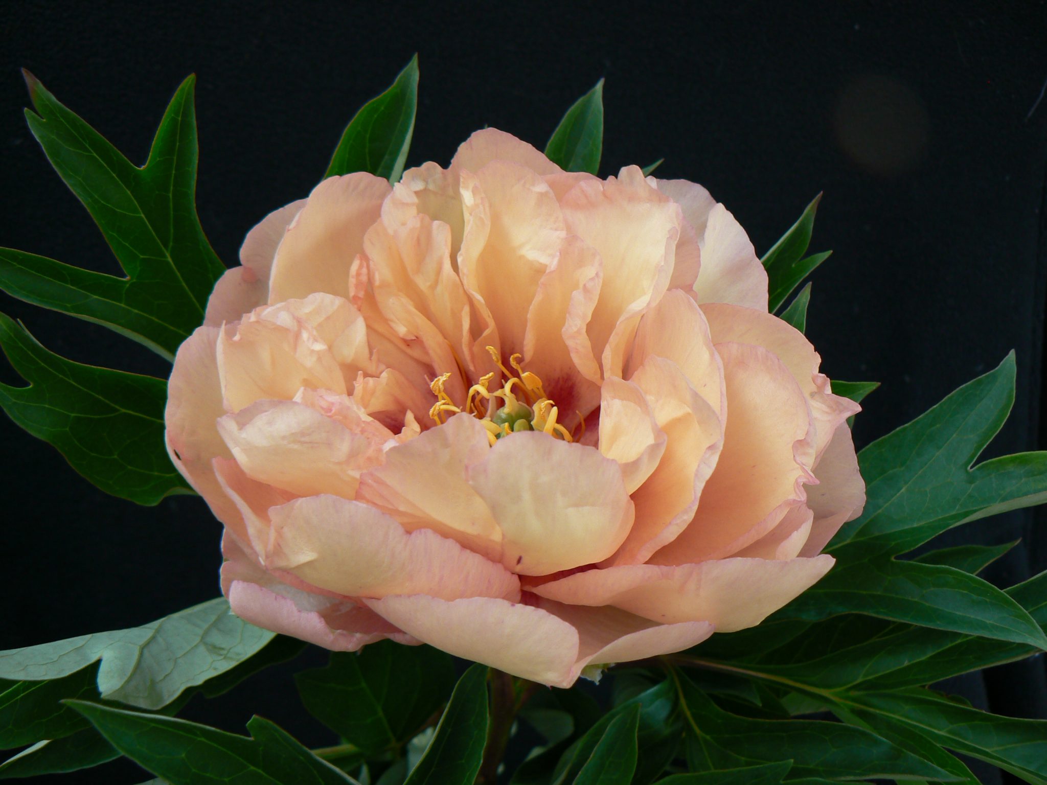 Paeonia lactiflora 'Adolphe Rousseae'