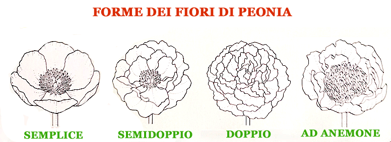 I diversi tipi di fiore di Peonia