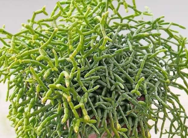 Rhipsalis cereuscula Rhipsalis cereuscula