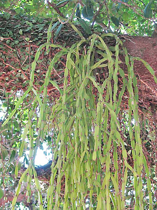 Rhipsalis paradoxa Rhipsalis paradoxa