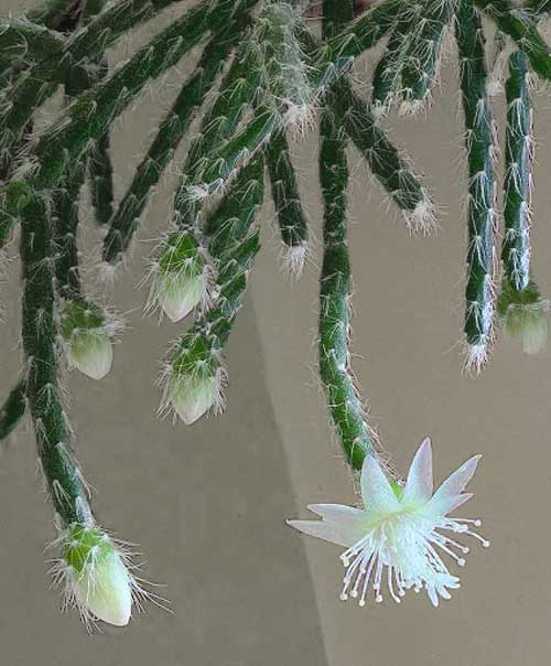 Rhipsalis pilocarpa Rhipsalis pilocarpa