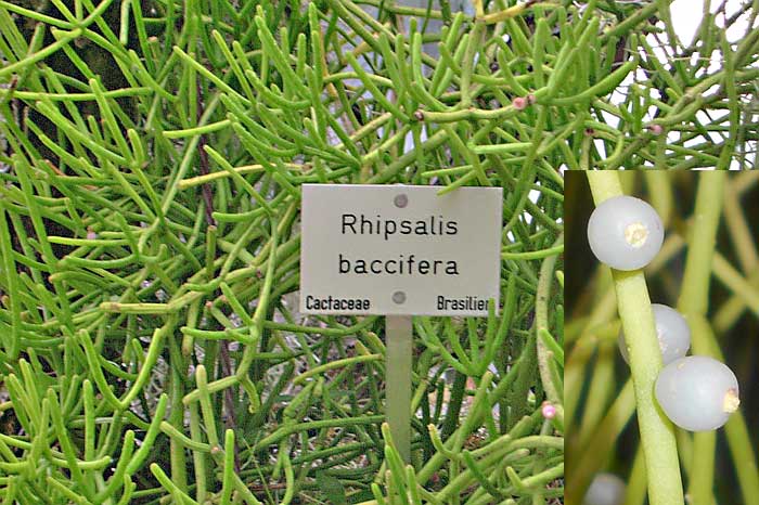 Rhipsalis baccifera Rhipsalis baccifera