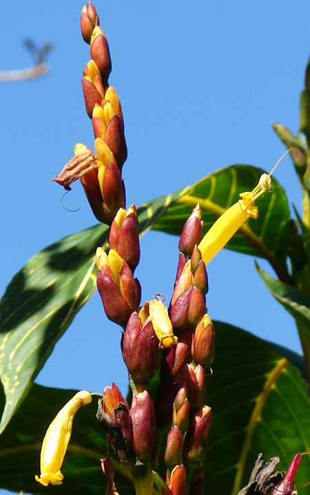 Fiore di Sanchezia