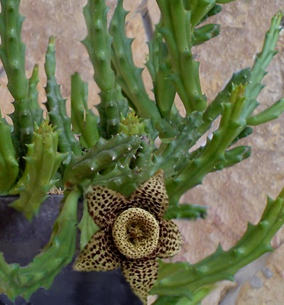 Stapelia, coltivazione