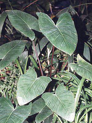 Xanthosoma violaceum