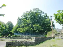 Alberi monumentali d'Italia: giganti veri, storie antiche e come proteggerli