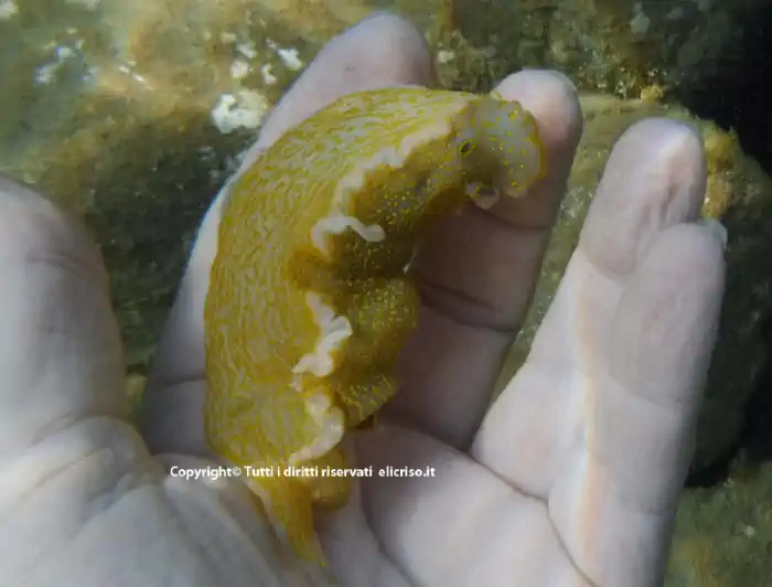 Come conservare le tante specie e l'ambiente del nostro pianeta