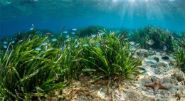 Posidonia oceanica: perché le foglie in spiaggia sono un tesoro da proteggere