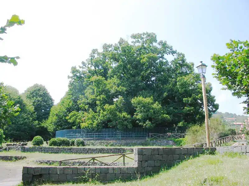 Castagno dei cento cavalli