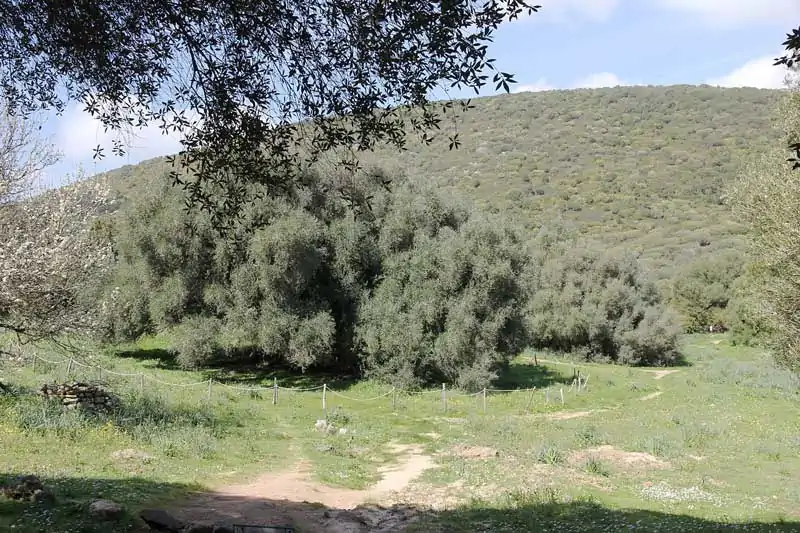 Olivo millenario di Luras