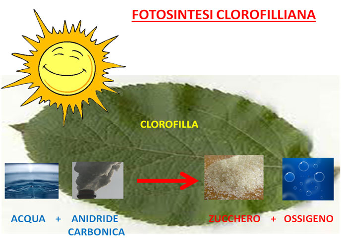 Biodiversità e la La fotosintesi clorofilliana