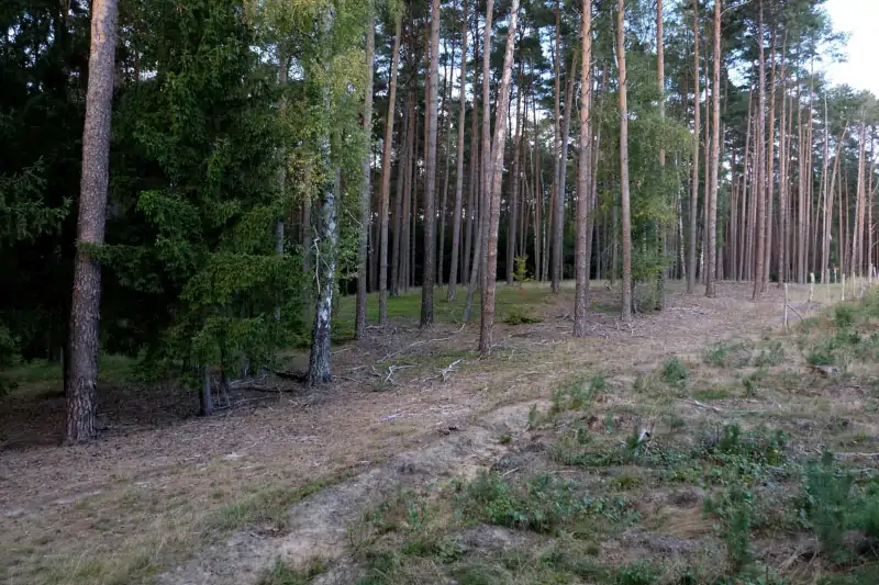 Uso della motosegna per tenere pulito il bosco
