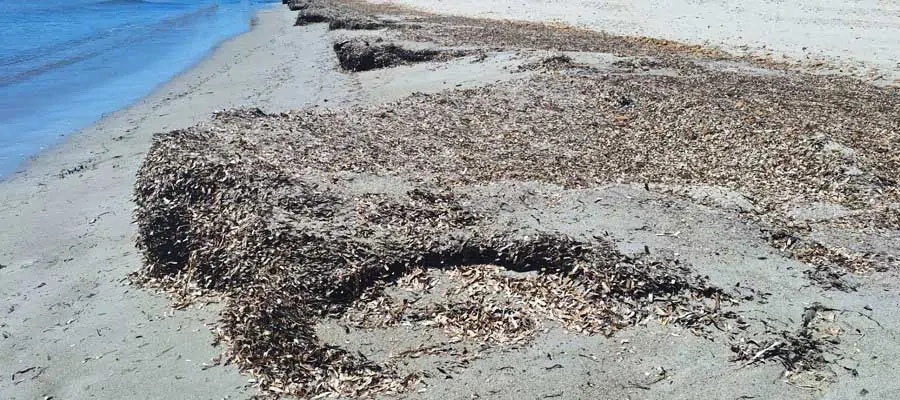 Alghe di Posidonia oceanica