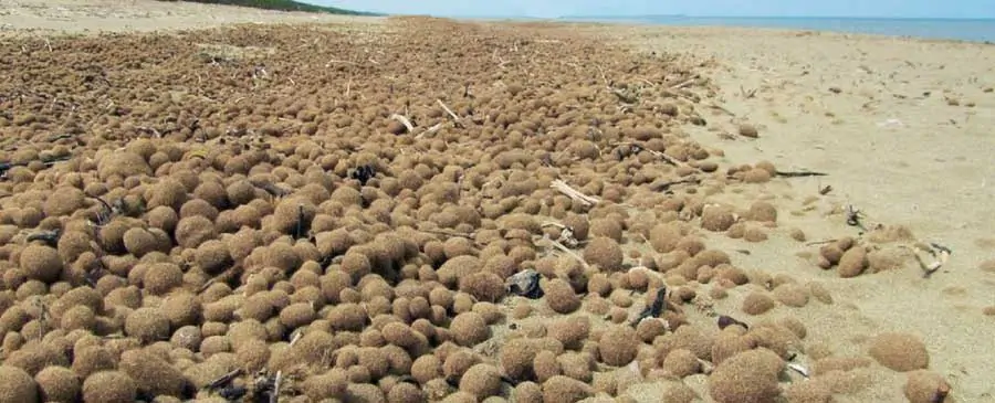 Egagropili di Posidonia oceanica