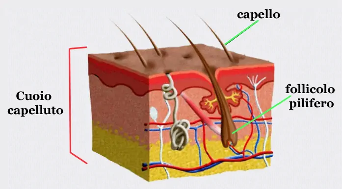 Come sono fatti i capelli