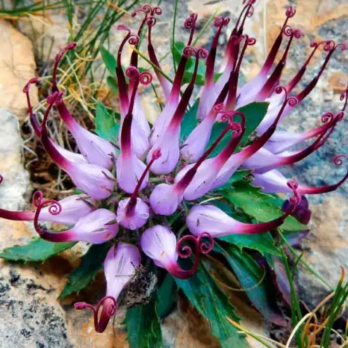 Artiglio del diavolo